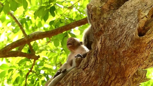 啃老的赖皮猴不停地啼叫,肯定是又想喝奶了!