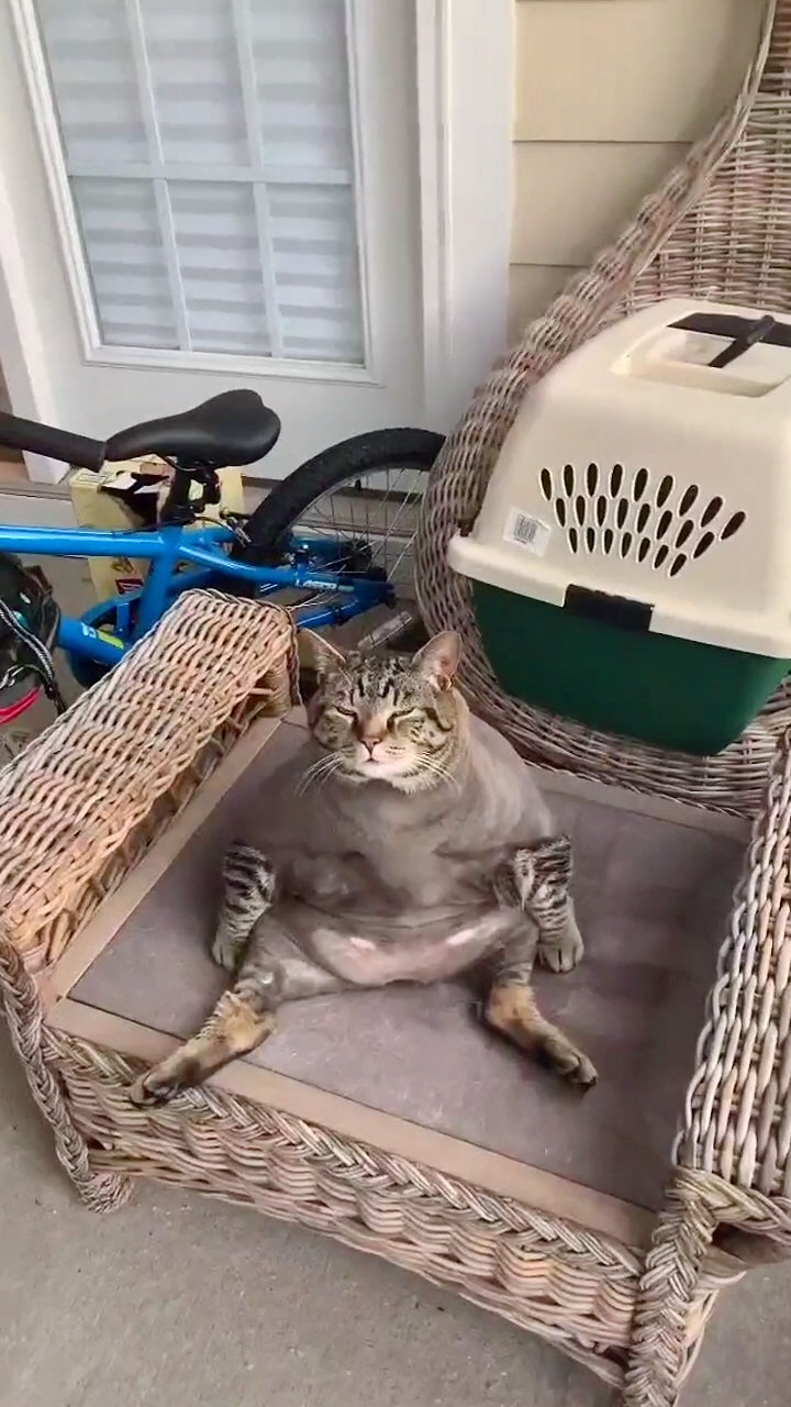 啤酒肚,大花臂,这是社会猫!