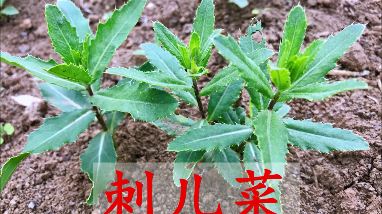 好多人不知道刺儿菜是个"宝",到底有啥价值与用途?我也刚知道