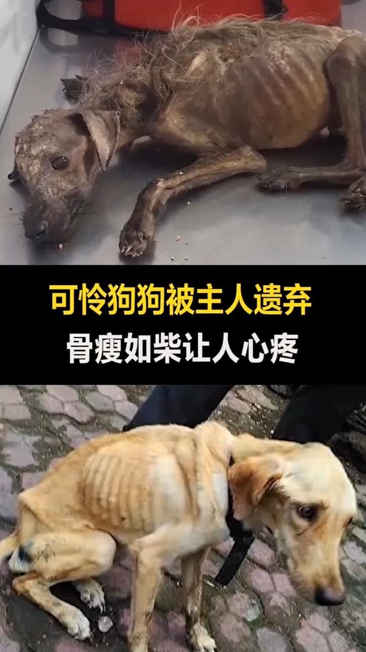 可怜的流浪狗.#宠物