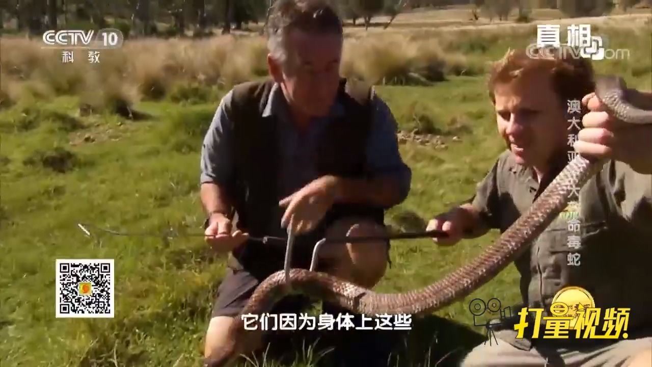 虎蛇 有鳞目眼镜蛇科动物 搜狗百科