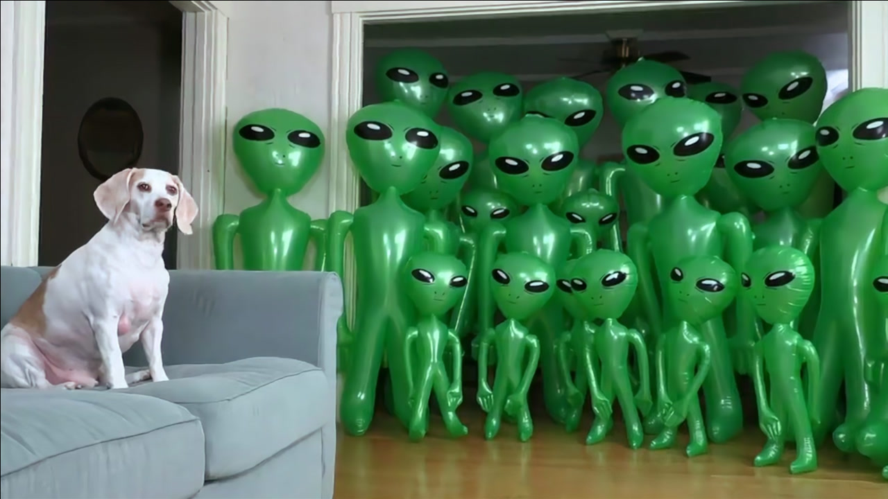 宠主整蛊狗狗,搬来整个外星人家族,狗狗的反应忍住别笑