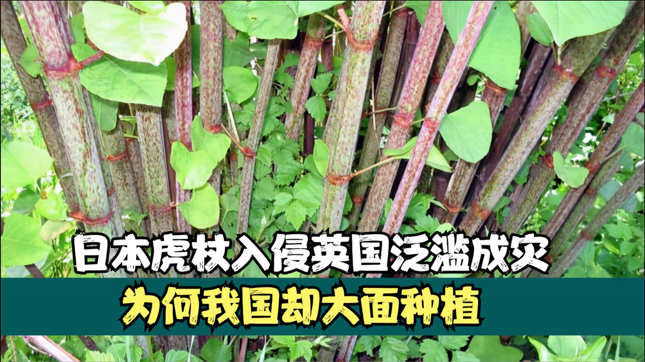 日本虎杖 蓼目蓼科植物 搜狗百科