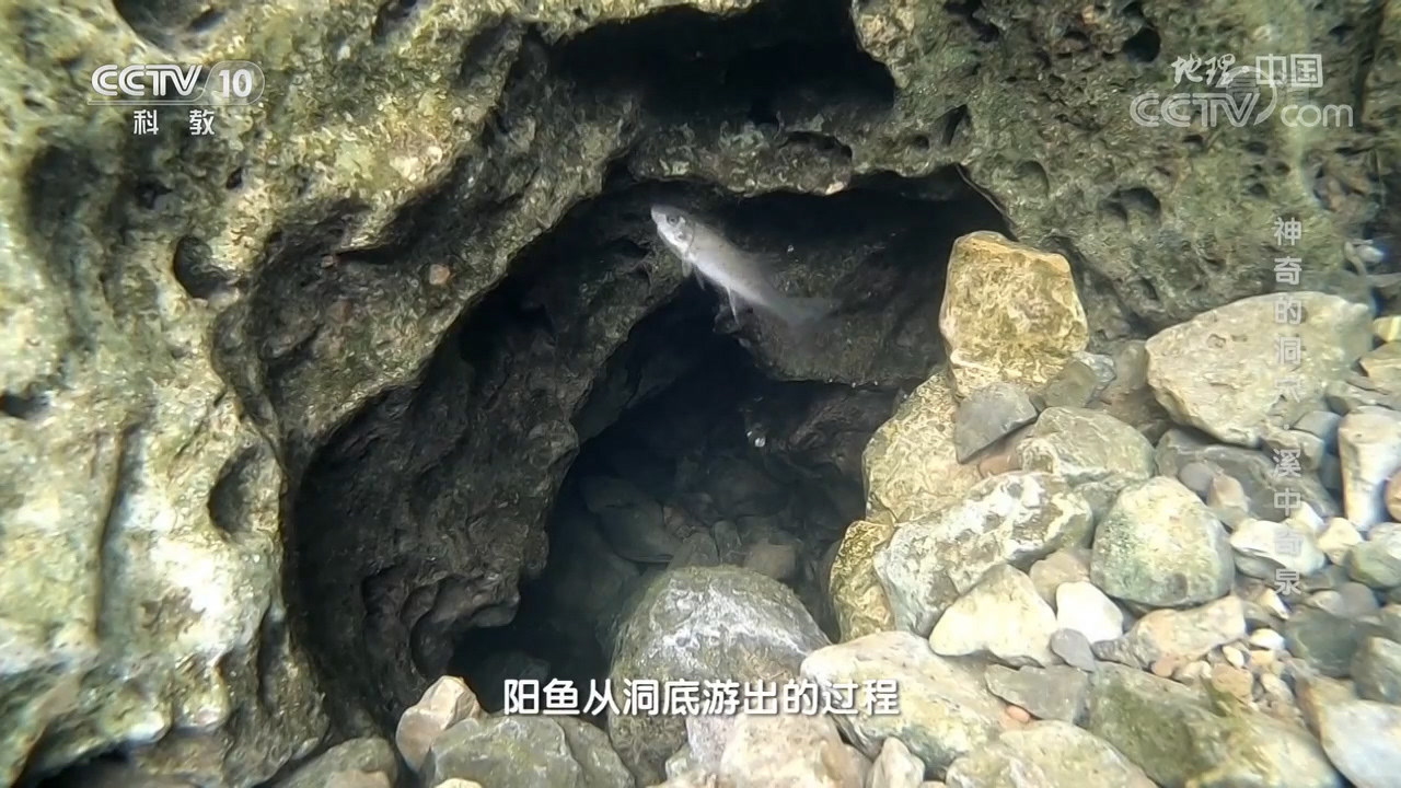 泉中出鱼!水下摄影机记录阳鱼从洞中游出的过程,来看
