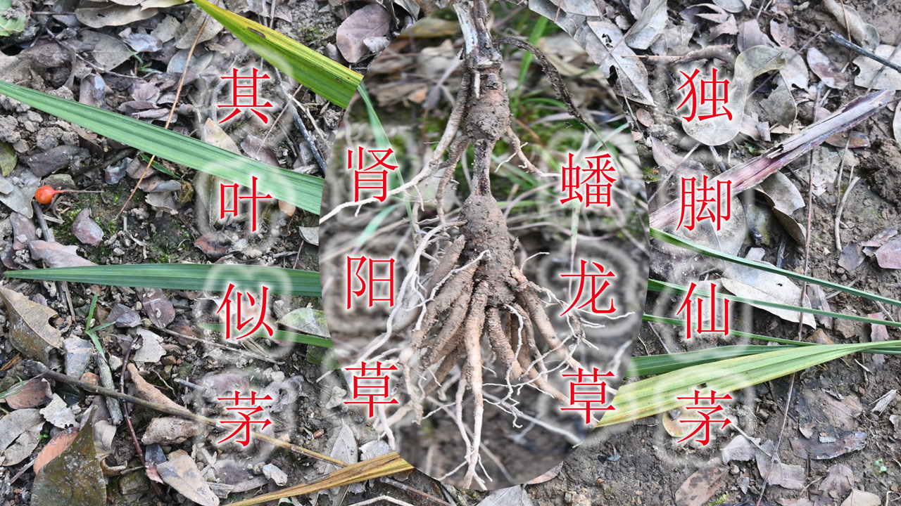 独脚仙茅(天门冬目石蒜科植物)_搜狗百科