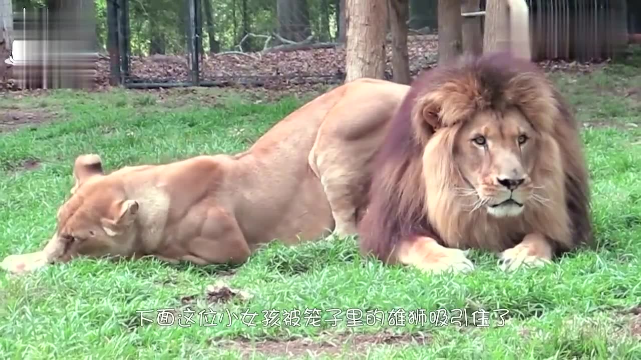 小女孩送狮子一个吻,没想到有这反应,被媳妇看见了就说不清楚了