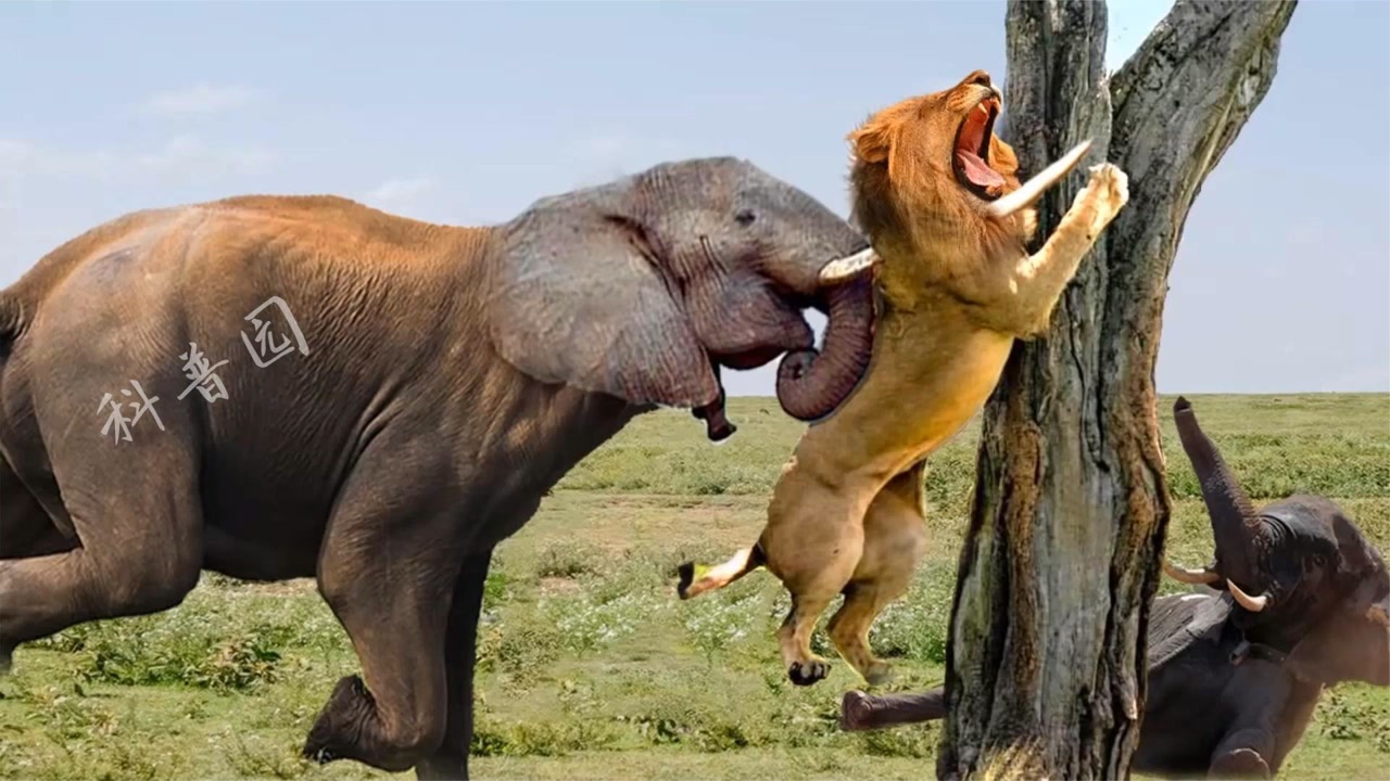 狮子猎杀大象,直接爬到大象背上啃食,结果被象群揍的落荒而逃