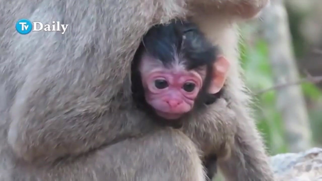 刚出生的小猴子,红彤彤的小脸蛋,真呆萌
