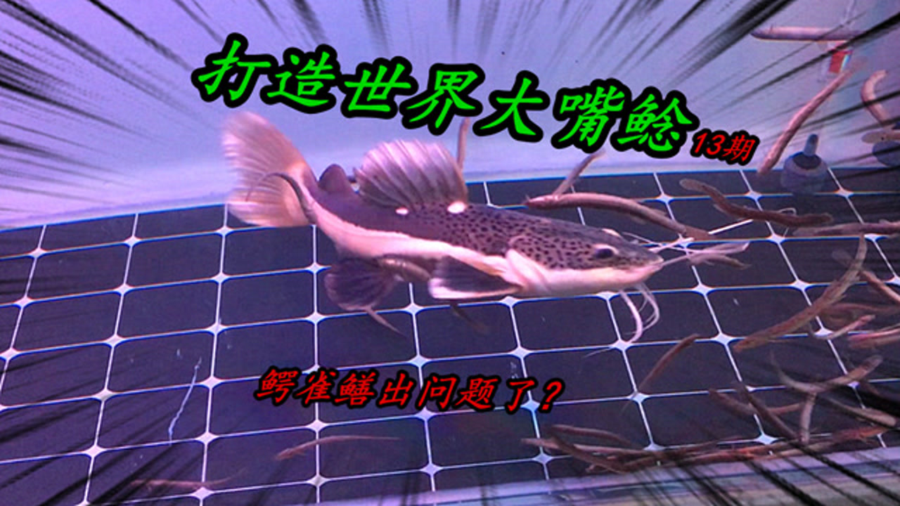 招财猫鱼太挑食,死泥鳅居然还不吃,鳄雀鳝也状态不佳