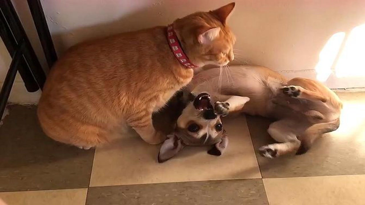 狗向猫示好,反被误解成挑衅,猫喊来同伴4对1狂揍狗子