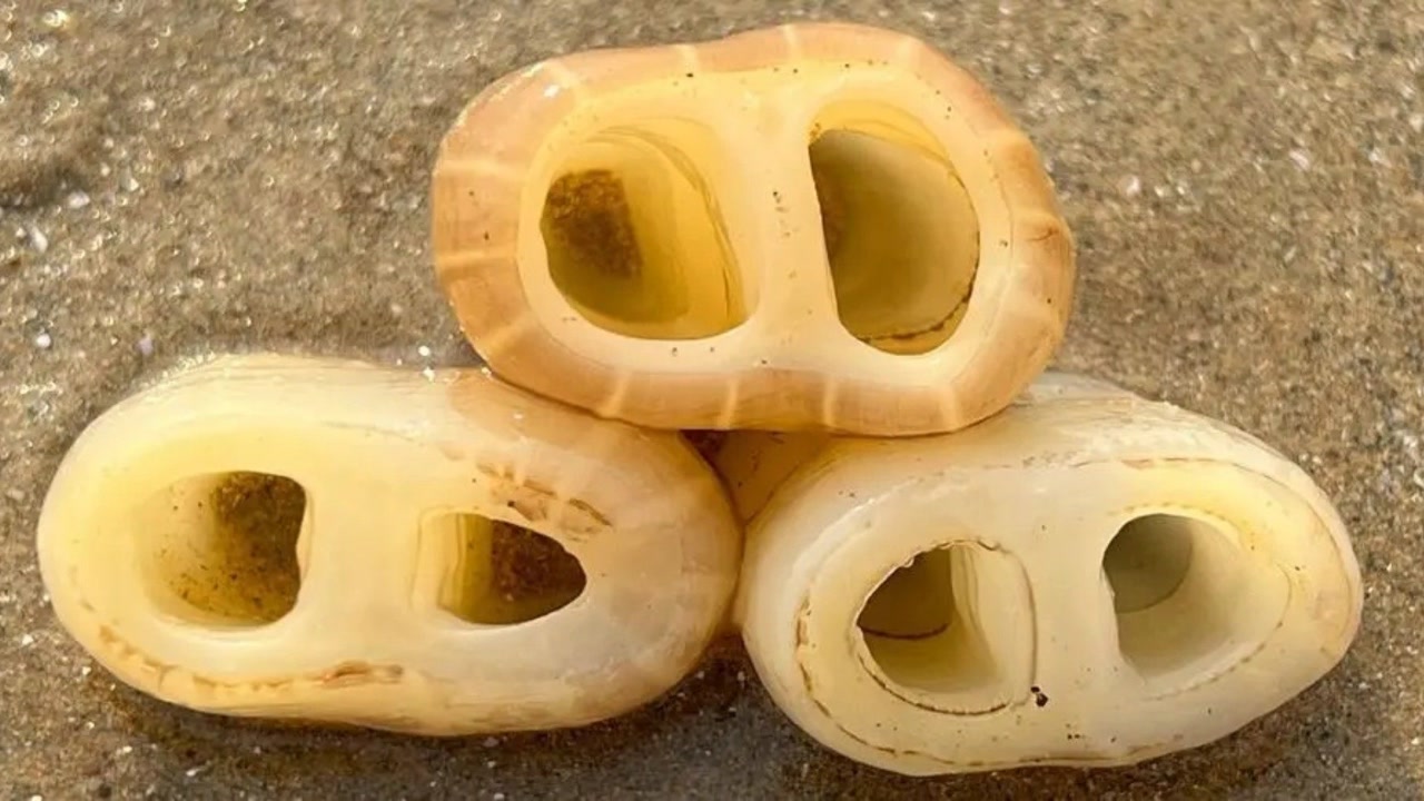 在沙滩找到大蛏王呼吸孔,撒上盐嗖嗖往上冒,鼻子真像"猪鼻子"