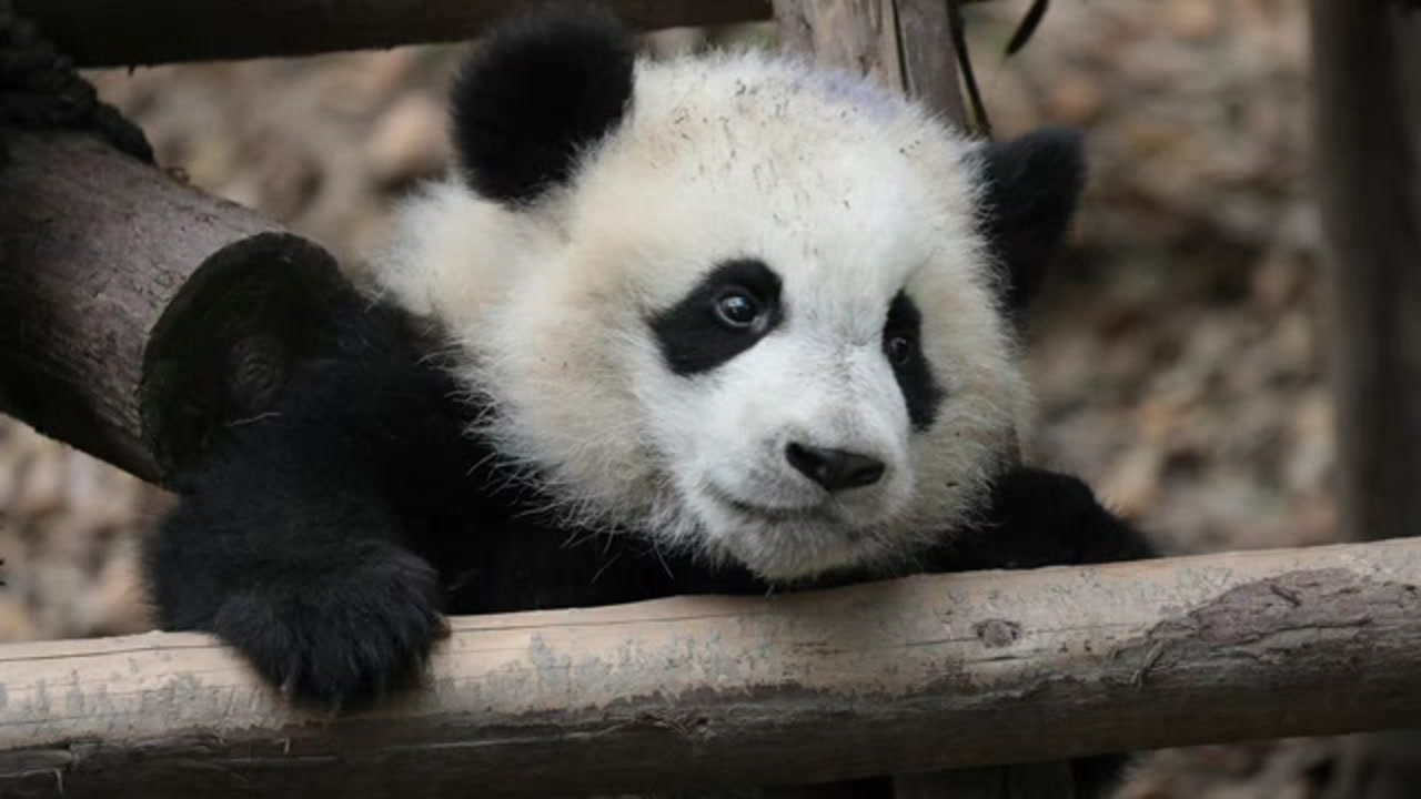 熊猫福多多:要不是血脉封印压制,我一个打八个.雅颂:我不信!