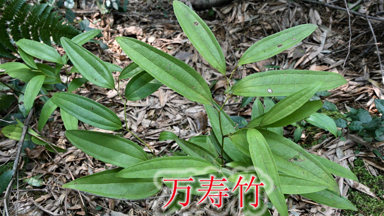 野生药材"万寿竹",与"黄精"长得相似,用途与价值了解吗?