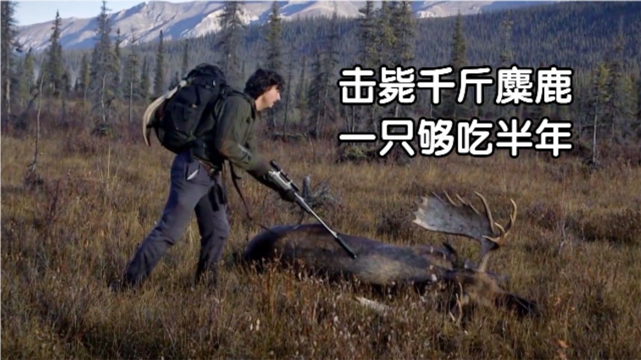阿拉斯加猎人蹲点5天,终于击毙一头千斤麋鹿「纪录片」