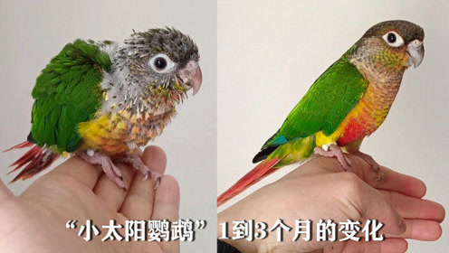 把一只小太阳鹦鹉养成像宠物狗一样听话记录它1到3个月的变化