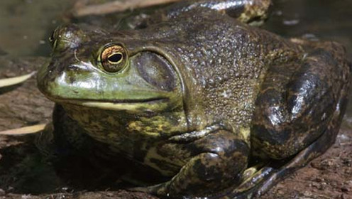 古巴牛蛙人工繁衍失败 野外放养10年意外存活
