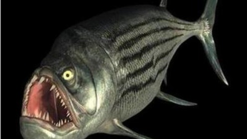 河中洗澡现僵尸鱼,你还敢下河吗