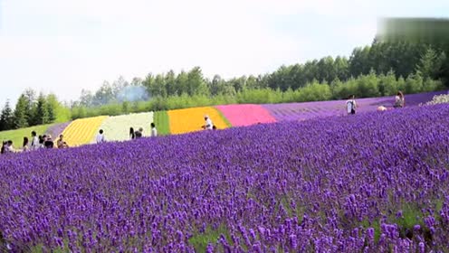 北海道富良野 腾讯视频
