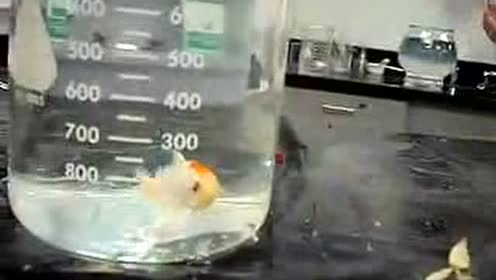 03液氮冷冻金鱼 腾讯视频
