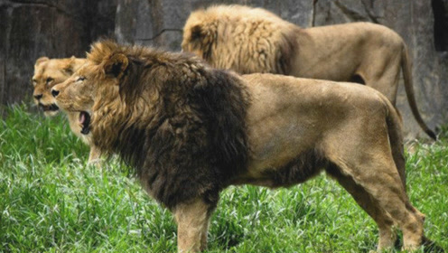 实拍一群饥肠辘辘的狮子出笼,这杀气瞬间让人吓破胆