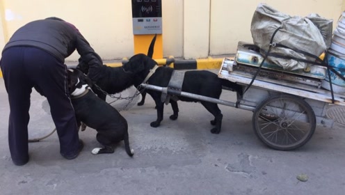 狗犬拉车 腾讯视频