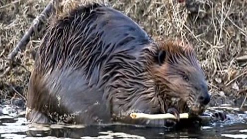 河狸群建造850米长河坝,科学家惊叹其聪明才智!