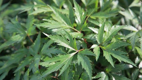 柴胡疏肝散加附子_副散柴胡作用疏肝理气吗_柴胡疏肝散副作用