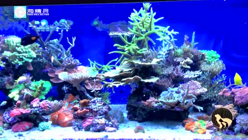 海水鱼海水珊瑚 腾讯视频