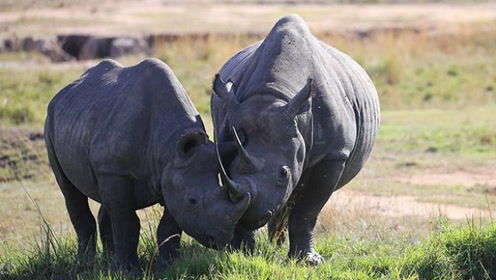 黑犀牛大战白犀牛,场面火爆激烈,结果可想而知!