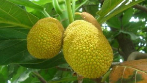 面包果你见过吗?猜猜怎么吃?