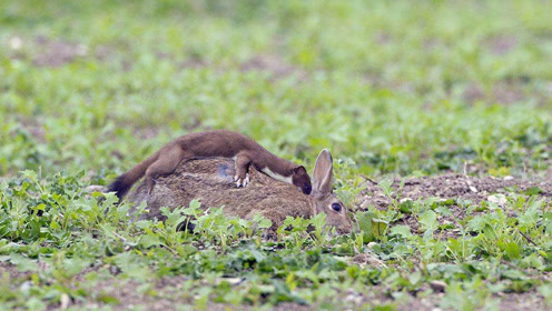 兔子在草地上抽搐还不知怎么回事,原来有个小家伙咬住了它!