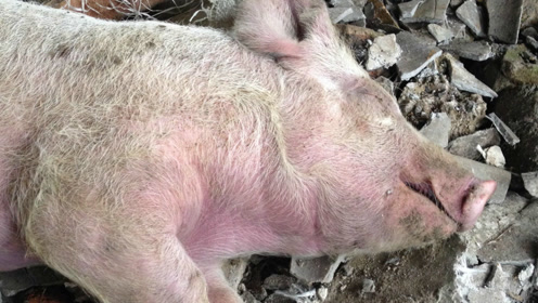 猪气喘不知道怎么用药?老猪倌教你选好用又便宜药水组方!