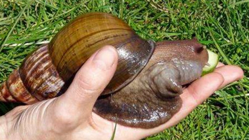 新西兰发现巨大食肉蜗牛,6000颗牙吃东西,人家堪称地标最强!