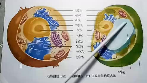 动物植物细胞 腾讯视频