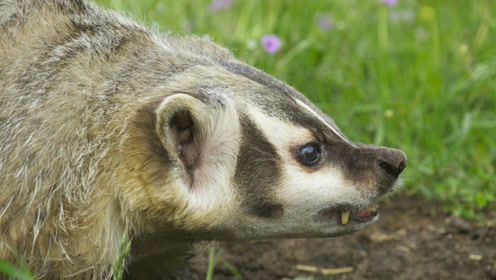 花獾真的是牛,只身一人干4条饿狼,真的是精彩