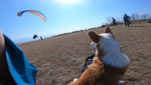 宠物多多飞行记