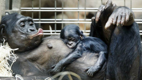 母猩猩自己接生小猩猩,动作娴熟太惊人