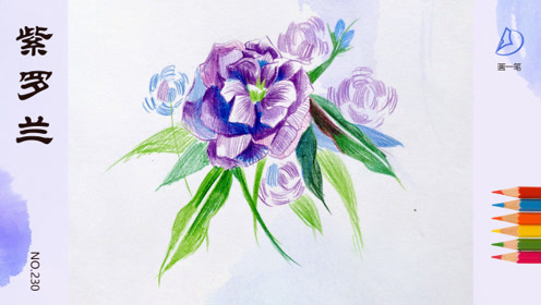 彩铅画:紫罗兰是全球知名的紫色花卉,花色鲜艳,香气浓郁
