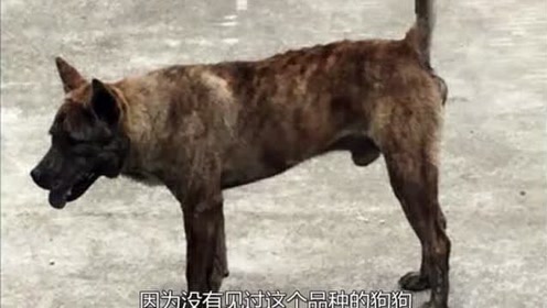 虎斑犬 腾讯视频