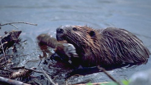 实拍海狸修筑水坝,过程艰难繁复看完让人感叹造物主的神奇!