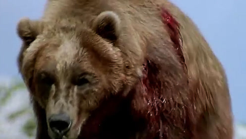 大灰熊被猎人击伤,愤怒之下袭击猎人马匹复仇