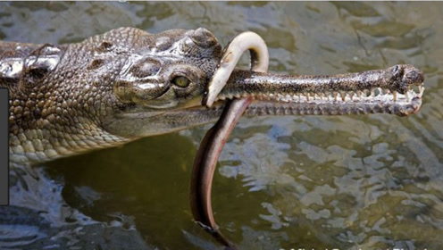 鳄鱼捕杀电鳗,没想到被电鳗一秒电死,电鳗:我也是你能惹的?