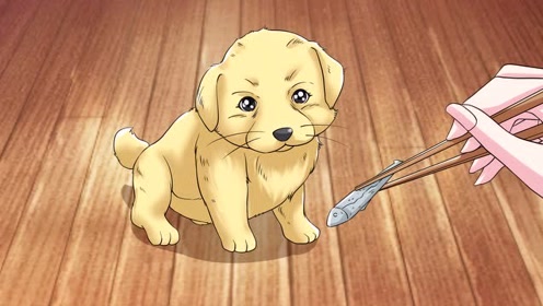 一对情侣遇到一只流浪狗,没想到小狗还有这经历,听完感动哭了