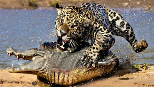 陆上猛兽猎豹捕食水中霸王鳄鱼,猎豹扑咬,鳄鱼反击,谁是赢家?