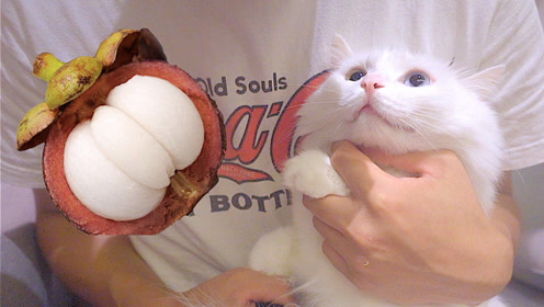 每吃一只山竹,就会有一只猫咪失去爪子