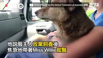 狗狗被主人栓在树下过了12年，重病获救后享16天快乐狗生离世