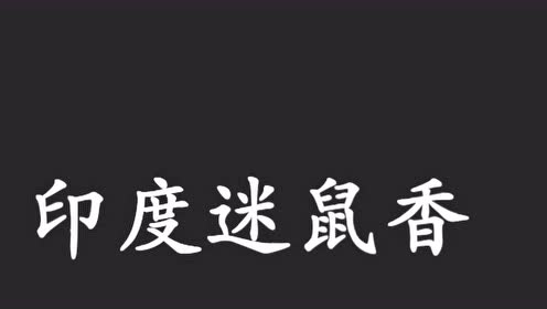 a1538 印度迷鼠香广告录音,印度迷鼠香录音口