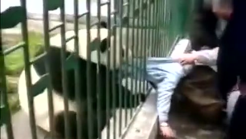 大熊猫隔着铁笼疯狂袭击游客,太惊险了