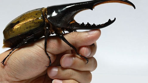 世界上最大的甲虫,被誉为大力神,造型酷似外星生物!