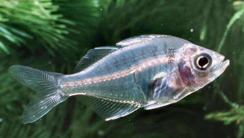 一种全身透明会隐身的"幽灵鱼",毫无隐私,感觉来自外星系